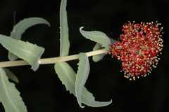 Rhodiola heterodonta